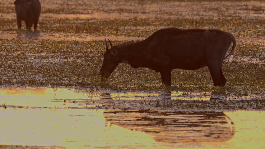 In the golden sunset hour, nilgai grazing in the lakeshore, beautiful landscapes, India.