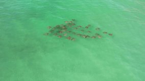 Top-down aerial view about a group of stingrays swimming together in shallow turquoise tropical water, Panama City Beach, Florida, USA - Powered by Shutterstock - Get 15% off with code: PIKWIZARD15