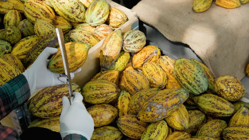 Cocoa beans and cocoa pod on a wooden surface.
