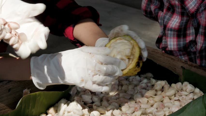 Cocoa beans and cocoa pod on a wooden surface.