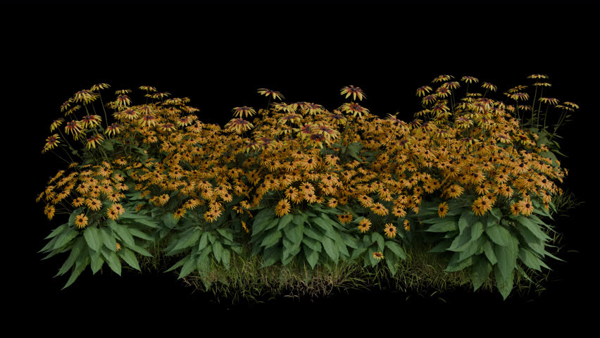 Rudbeckia Field blowing in the wind Loop Animation. Wind blows the Flowering Plant Black-eyed Susan Field. Animated Grass swaying in the wind with Transparent Background. Alpha Channel. Loop Animation