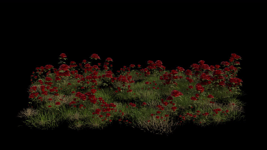 Rose Field blowing in the wind Loop Animation. Wind blows the Flowering Plant Rosa Field. Animated Grass swaying in the wind with Transparent Background. Alpha Channel. Loop Animation