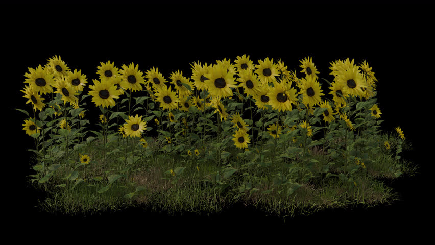 Sunflower Field blowing in the wind Loop Animation. Wind blows the Flowering Plant Helianthus Field. Animated Grass swaying in the wind with Transparent Background. Alpha Channel. Loop Animation