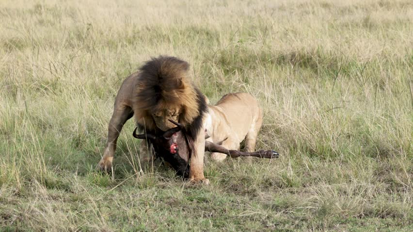 Lions Dragging and Pulling Wildebeest Kill