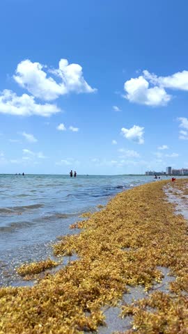 Landscape view of Crandon Park Beach, Key Biscayne, Florida