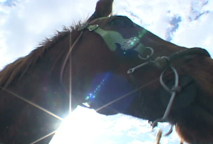 Close up of horse curious of camera lens.