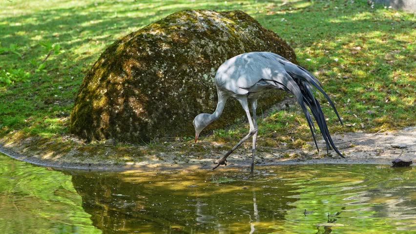 The Blue Crane, Grus paradisea, is an endangered bird specie endemic to Southern Africa. It is the national bird of South Africa