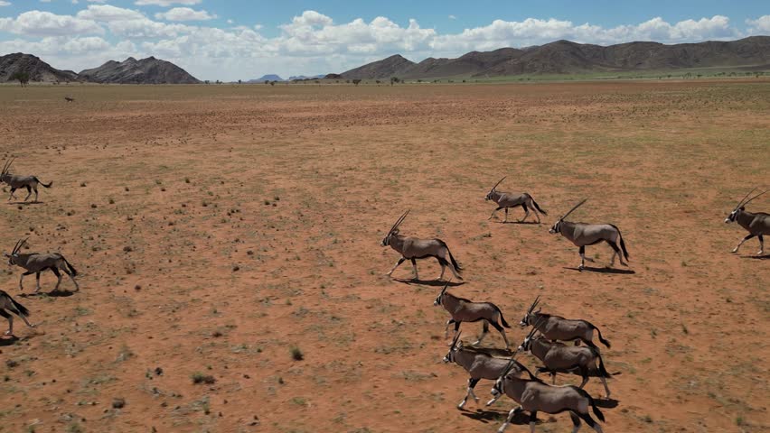 A drone view of Oryx Herd running in arid landscape with mountains and cloudy sky in the background in Namibia