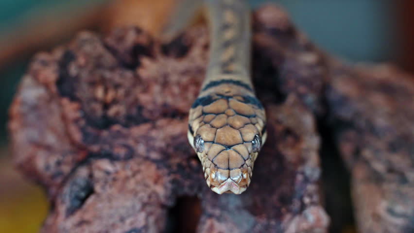 Close-up of snake