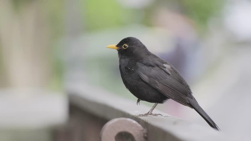 A Blackbird (Turdus merula) in sharp focus, singing and turning around, directly looking at the camera, with a blurred background in Hondarribia, Spain, on an overcast day.