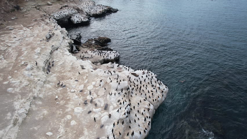 Sea lions and flock of birds resting on rocks at La Jolla district in San Diego, California, US
