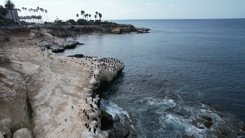 Sea lions and flock of birds resting on rocks at La Jolla district in San Diego, California, US