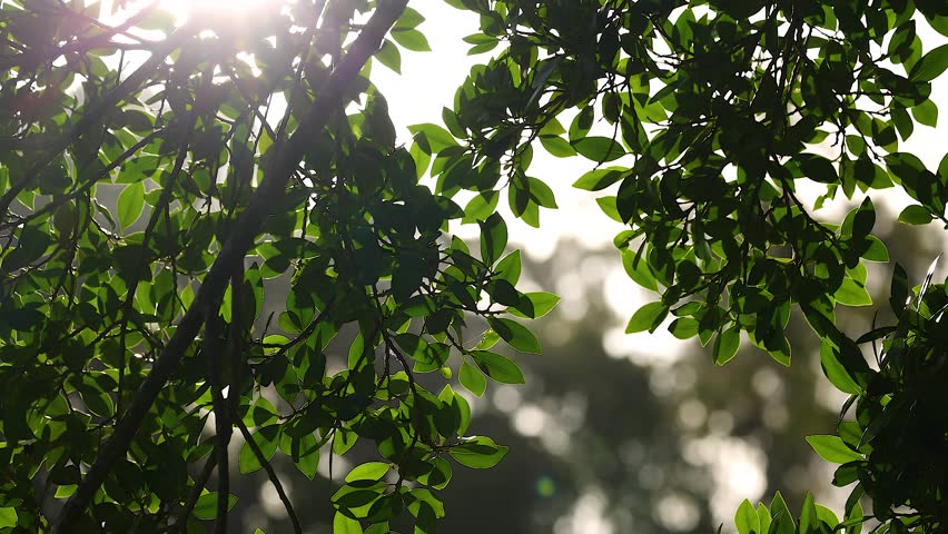 Sunlight streams through lush green leaves, creating a serene and natural atmosphere in Gold Coast, Australia