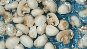 Group of White Mushrooms in a Water Splash Slow Motion - Powered by Shutterstock - Get 15% off with code: PIKWIZARD15