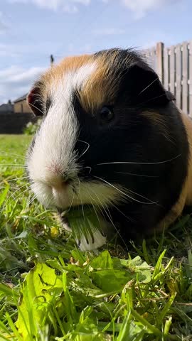 Happy guinea pig in a garden eating grass, bright blue sky with small clouds, vegetation