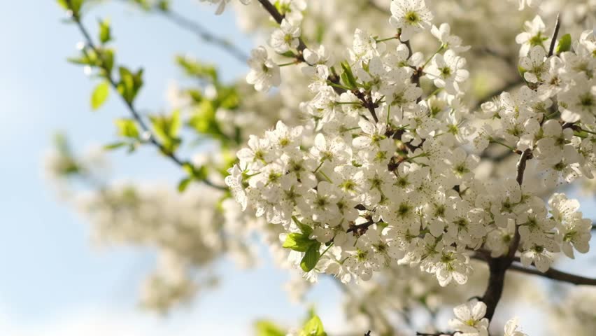 A close-up view of white blossoms on a tree in full bloom while light shines through the petals, creating a serene atmosphere in a sunny park.