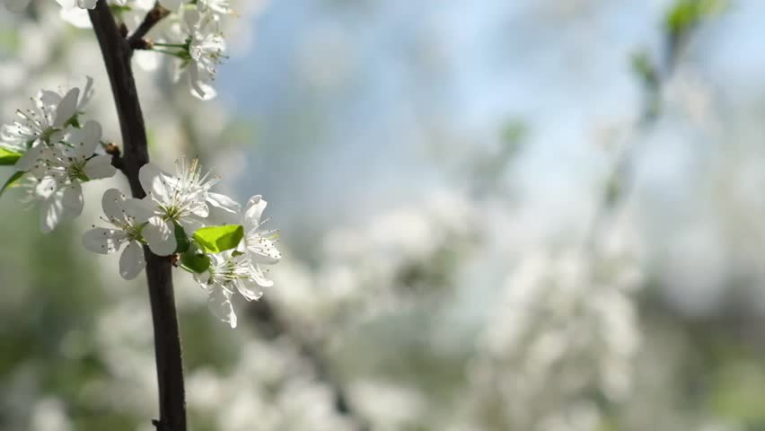 Springtime brings stunning cherry blossoms to a peaceful park setting, where visitors enjoy the gentle breeze and admire the delicate white flowers.