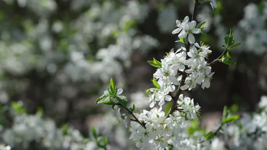 Witness the stunning display of cherry blossoms unfolding in a tranquil garden during spring, filling the air with their delicate fragrance and beauty.