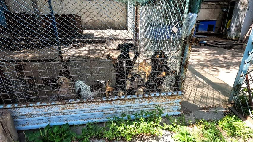 Abandoned skinny dogs at aviary in shelter. Rescue workers evacuating animals from frontline city in Ukraine. Kind people saving homeless pets and taking to safe places. Slow motion