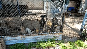 Abandoned skinny dogs at aviary in shelter. Rescue workers evacuating animals from frontline city in Ukraine. Kind people saving homeless pets and taking to safe places. Slow motion - Powered by Shutterstock - Get 15% off with code: PIKWIZARD15