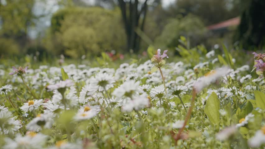 Vibrant chamomile flowers bloom in a park during spring. The daisy-like petals create a beautiful carpet of white amidst lush greenery, inviting nature lovers to explore.