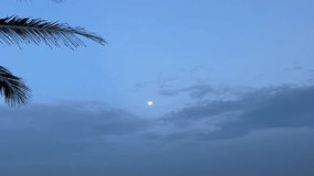 Vietnam Danang sandy area with palm trees under a moonlit sky, creating a serene tropical scene. - Powered by Shutterstock - Get 15% off with code: PIKWIZARD15