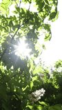 Attracting sunlight with a spectacular flash of light through chestnut leaves and white flower clusters. The camera is static, sunlight creates a contrast between the glow and the dark green leaves. - Powered by Shutterstock - Get 15% off with code: PIKWIZARD15