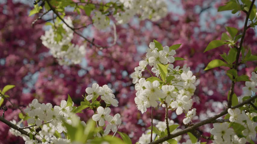 Experience the breathtaking beauty of cherry blossoms in full bloom as they bring vibrant colors and fragrances to the park this spring. Witness nature's stunning transformation.