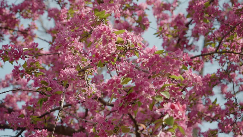 Enjoy the vibrant cherry blossoms in full bloom, creating a stunning view in the tranquil park. Springtime beauty invites relaxation and exploration of nature.