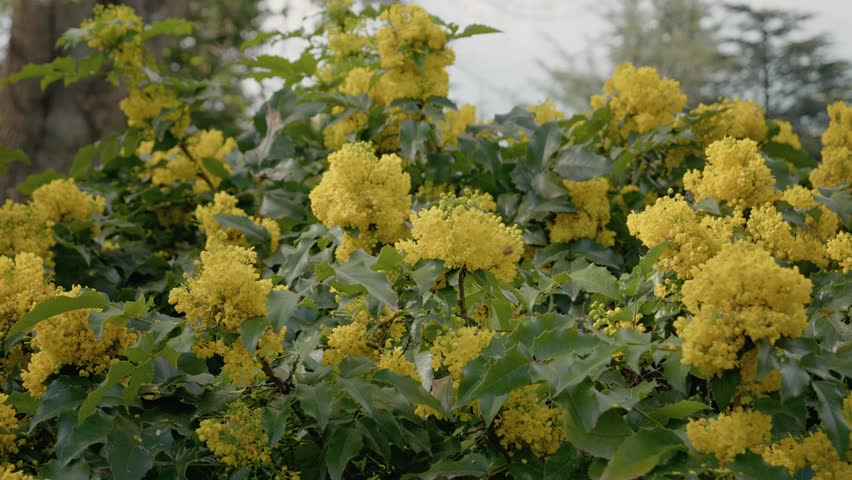 Oregon grape flowers bloom brightly in a scenic park, showcasing their vivid yellow color amidst lush green leaves in the heart of spring.
