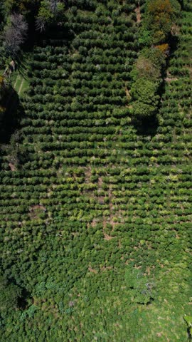 Vertical Drone Shot of Coffee Plantation, Green Rows of Plants on Sunny Day