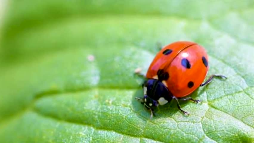 Close-Up of a Ladybug Crawling on a Leaf in Natural Light