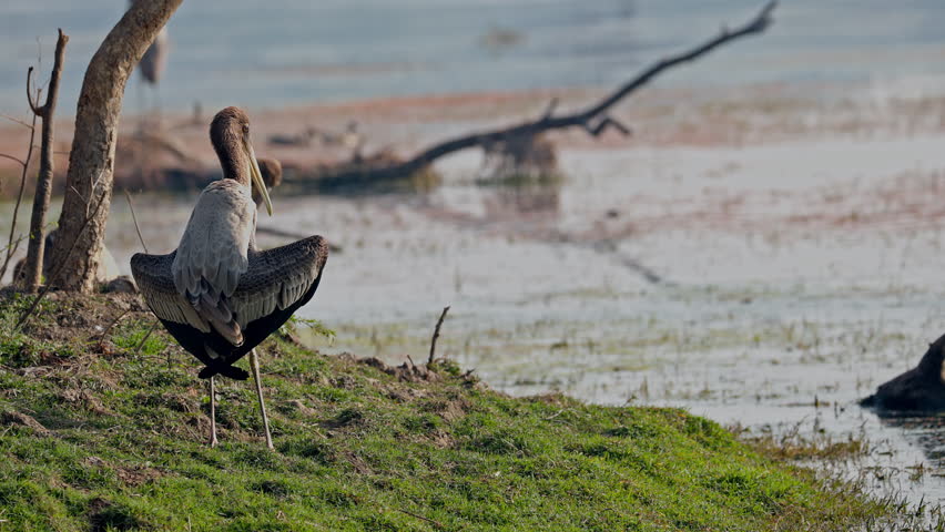 Juvenile painted storks resting near the marsh in morning sunlight, beauty in nature, keoladeo bird sanctuary, India.