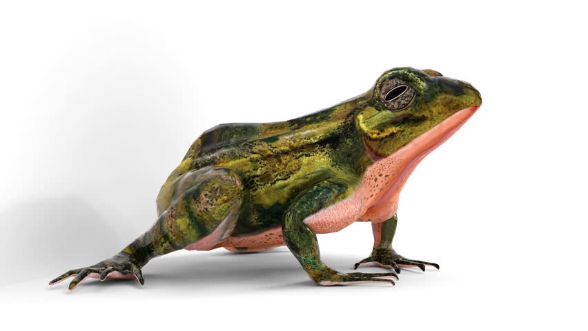 common frog on white background.3d and computer rendering animation video with 4k resolution.