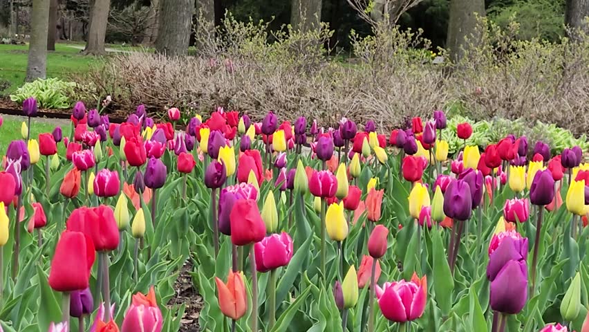 Colorful eautiful tulips field in Toronto