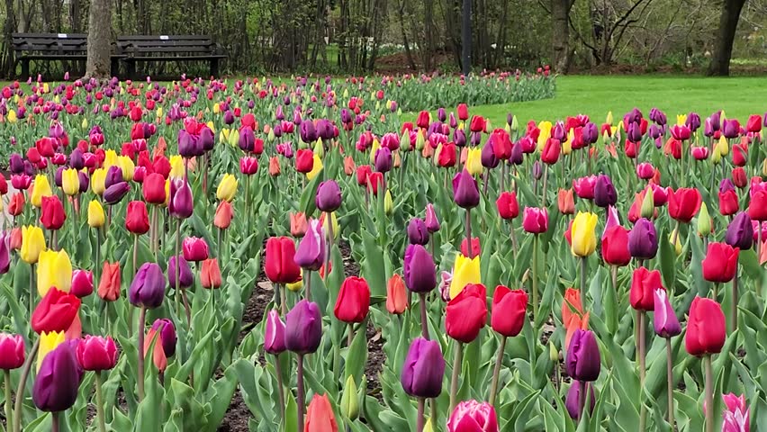 Colorful eautiful tulips field in Toronto