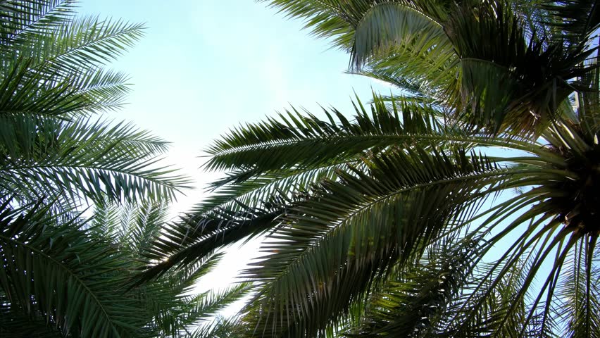 Peaceful park in Abu Dhabi Corniche Sea Side with lush palm trees, green spaces, serene pathways. Captures tranquil atmosphere, ideal for relaxation, nature walks, and enjoying city natural beauty.