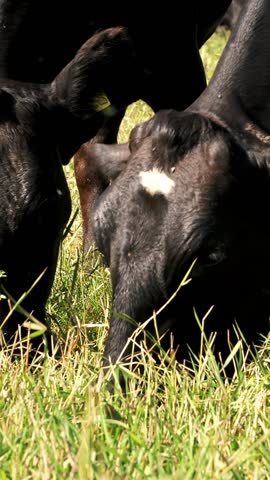In meadow, on farm, big black pedigree, breeding cows, bulls are grazing, eating grass. summer day. Cattle for meat production in pasture. selection of cows, bulls.