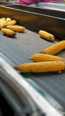 Corn cobs on conveyor belt. close-up. de-foliated corn cobs are moving on automated conveyor belt. workers control quality of raw materials. Agribusiness. Corn processing factory. Agriculture.