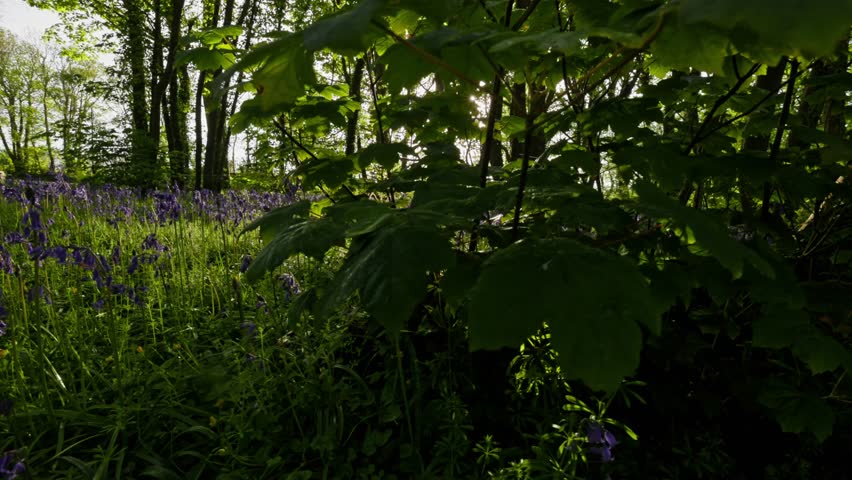 Shutterstock Video