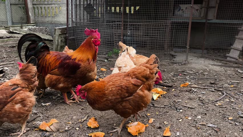 A group of chickens standing next to each other in a pen.