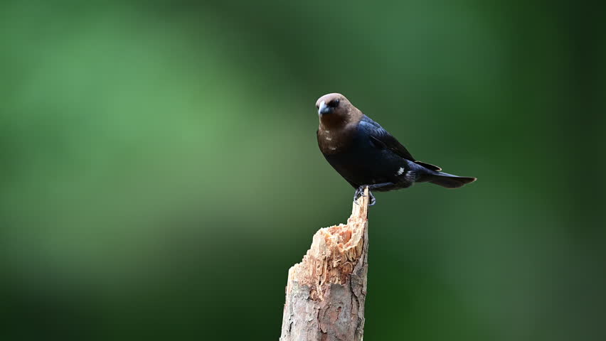 Male Brown-headed Cowbird perched on a small dead broken Pine tree in the woods in spring, Mt. Gilead, North Carolina, US.
