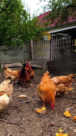 A group of chickens and rooster standing at the top of dirty earth.