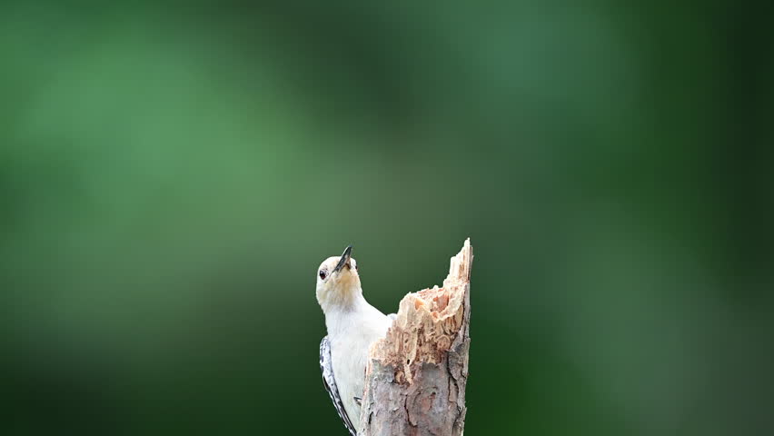 Female Red-bellied Woodpecker on a small dead broken Pine tree in the woods in spring, Mt. Gilead, North Carolina, US.