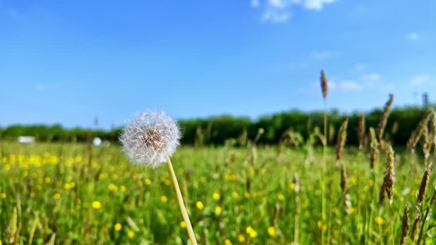 Blowed and floating dandelion seeds in the breeze above a sunny wildflower meadow.