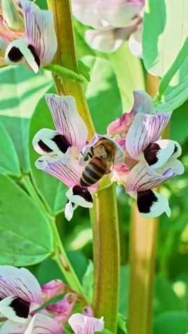 Vertical macro view of a bumblebee collecting nectar from a purple flowering plant, bush vetch.