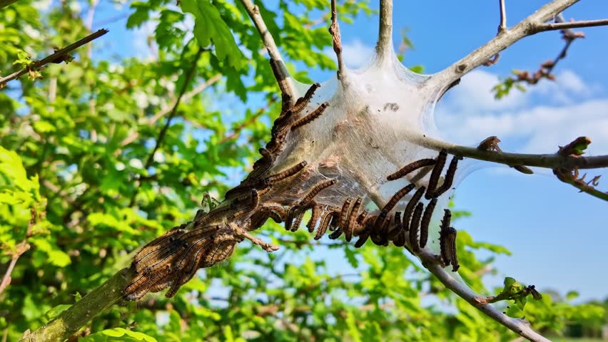 Huge caterpillar nest hub on a spring tree branch surrounded by fresh green leaves.