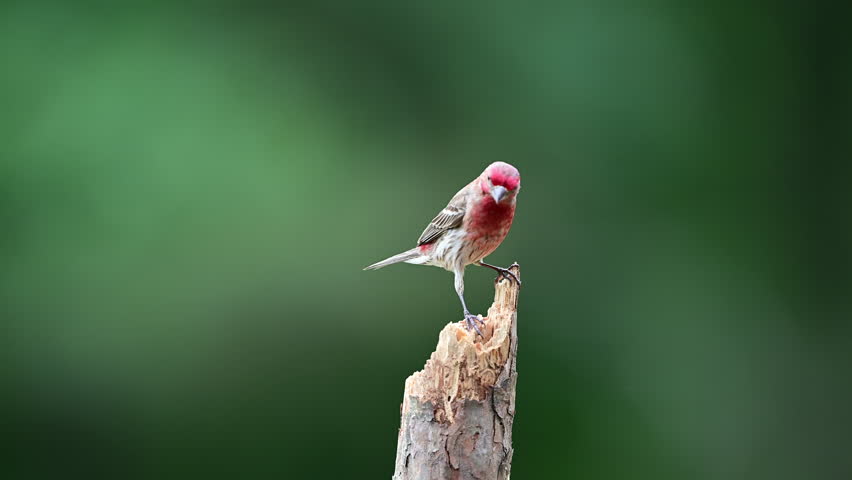 House Finch perched on a small dead broken Pine tree in spring, Mt. Gilead, North Carolina, US.