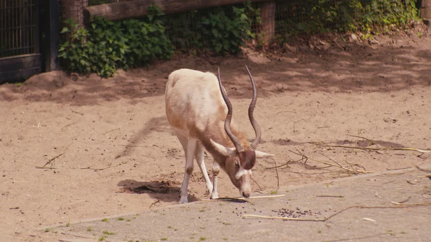 addax antelope wildlife animal in the zoo, digital film look