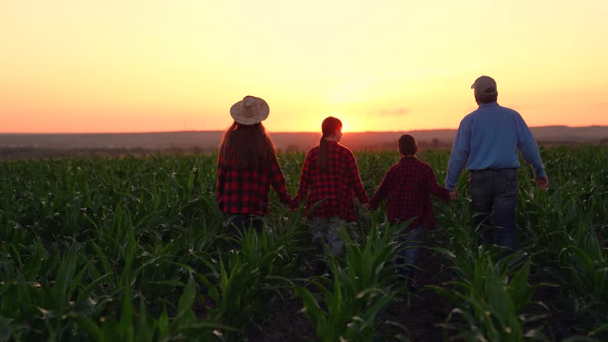 Farmer family walking together at sunset maize field enjoy love and freedom back view. Mother father daughter and son holding hands going at sunrise cornfield unity support team togetherness slowmo